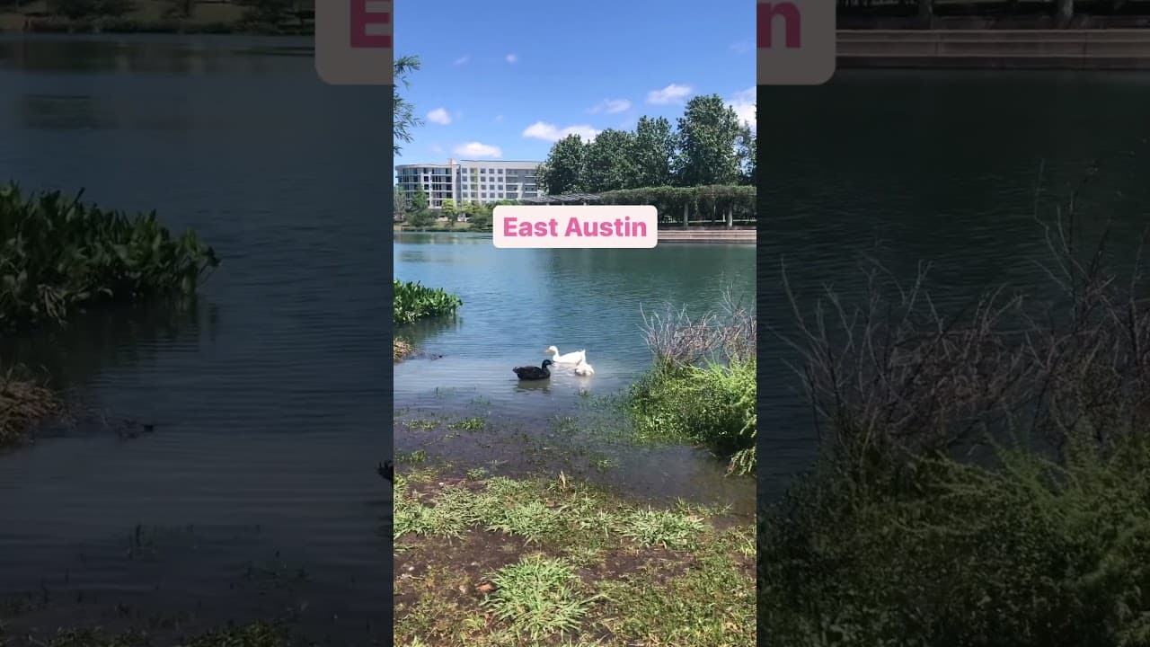 Mueller Lake Park is one of my favorite spots in Austin! Follow to learn more about ATX. #shorts